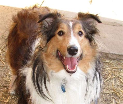 Without any city, state or government funding we heal, socialize, and find qualified homes for these amazing, misunderstood critters. . Michigan sheltie rescue
